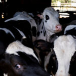 US Agriculture Officials Mandate Testing for Bird Flu in Dairy Cattle