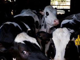 US Agriculture Officials Mandate Testing for Bird Flu in Dairy Cattle